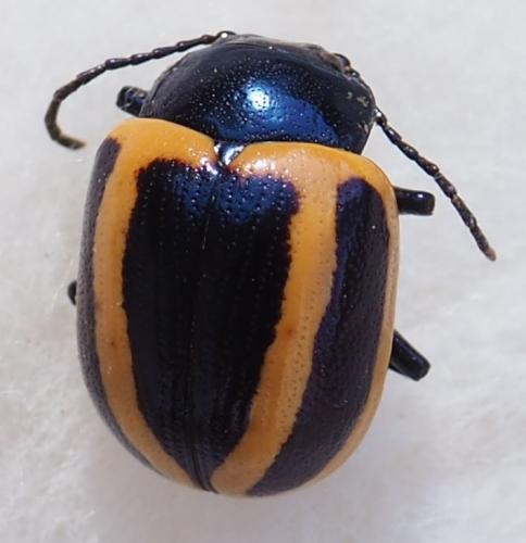 Proseicela vittata